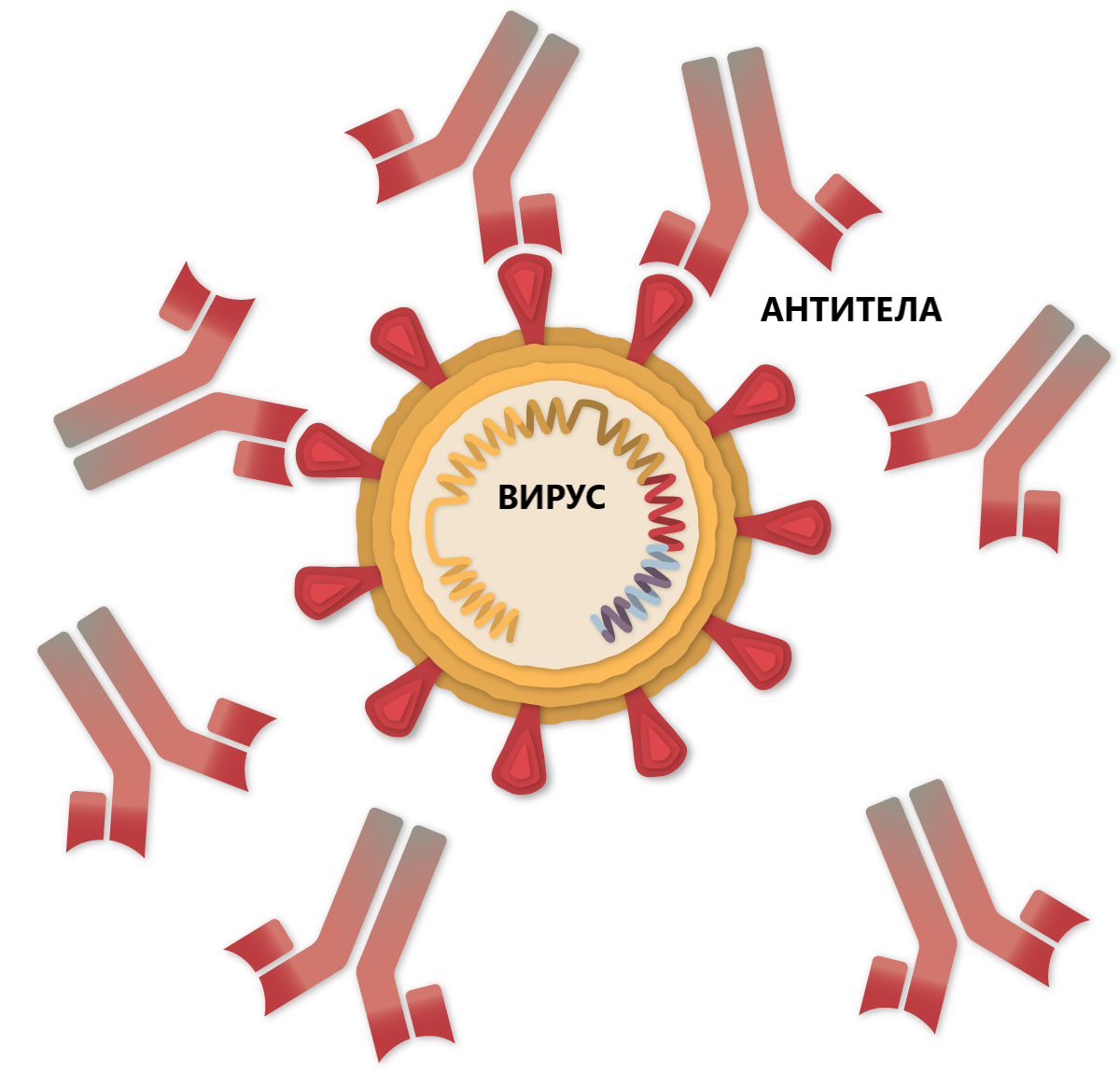antibodies 2